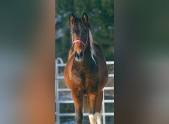 Paint Horse, Hengst, 1 Jahr, 150 cm, Tobiano-alle-Farben