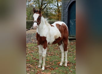 Paint Horse, Hengst, 1 Jahr, 150 cm, Tovero-alle-Farben