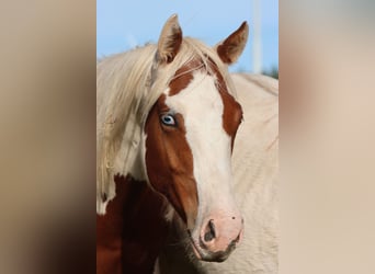 Paint Horse, Hengst, 1 Jahr, 150 cm, Tovero-alle-Farben