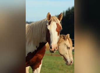 Paint Horse, Hengst, 1 Jahr, 150 cm, Tovero-alle-Farben