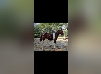Paint Horse, Hengst, 1 Jahr, 150 cm