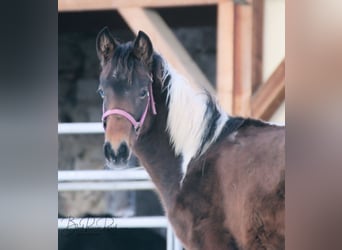 Paint Horse, Hengst, 1 Jahr, 150 cm