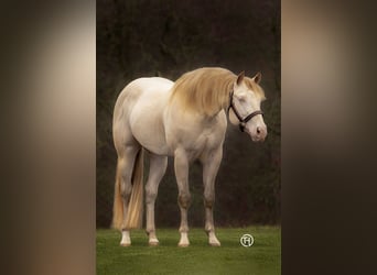 Paint Horse, Hengst, 1 Jahr, 152 cm, Buckskin