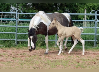 Paint Horse, Hengst, 1 Jahr, 152 cm, Champagne