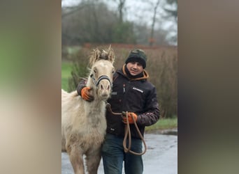 Paint Horse, Hengst, 1 Jahr, 152 cm, Champagne