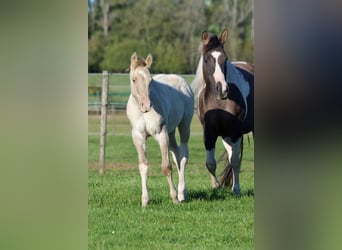 Paint Horse, Hengst, 1 Jahr, 152 cm, Champagne