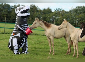 Paint Horse, Hengst, 1 Jahr, 152 cm, Champagne