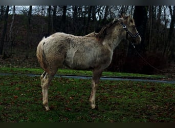 Paint Horse, Hengst, 1 Jahr, 152 cm, Champagne
