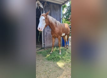 Paint Horse, Hengst, 1 Jahr, 152 cm, Overo-alle-Farben