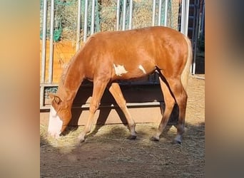 Paint Horse, Hengst, 1 Jahr, 152 cm, Overo-alle-Farben