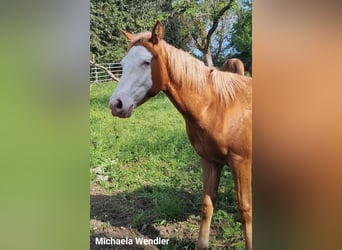 Paint Horse, Hengst, 1 Jahr, 152 cm, Overo-alle-Farben