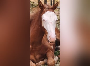 Paint Horse, Hengst, 1 Jahr, 152 cm, Overo-alle-Farben