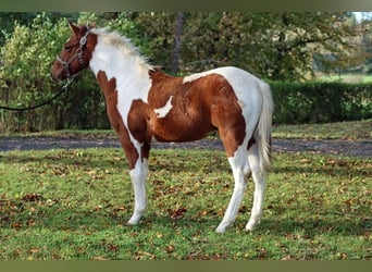 Paint Horse, Hengst, 1 Jahr, 152 cm, Tobiano-alle-Farben