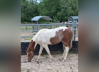 Paint Horse, Hengst, 1 Jahr, 152 cm, Tobiano-alle-Farben