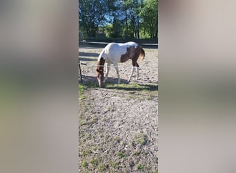 Paint Horse, Hengst, 1 Jahr, 152 cm, Tobiano-alle-Farben