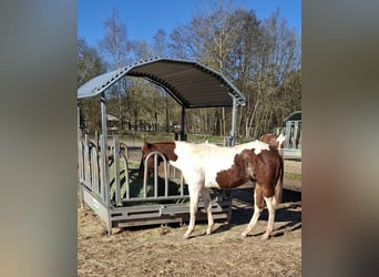 Paint Horse, Hengst, 1 Jahr, 152 cm, Tobiano-alle-Farben