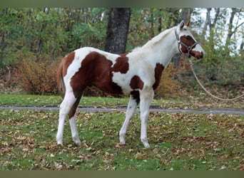Paint Horse, Hengst, 1 Jahr, 152 cm, Tovero-alle-Farben