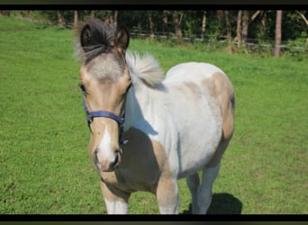 Paint Horse, Hengst, 1 Jahr, 153 cm, Buckskin