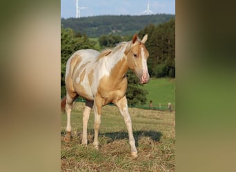 Paint Horse, Hengst, 1 Jahr, 153 cm, Champagne