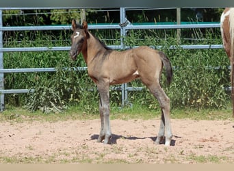 Paint Horse, Hengst, 1 Jahr, 153 cm, Grullo