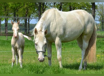 Paint Horse, Hengst, 1 Jahr, 153 cm, Perlino