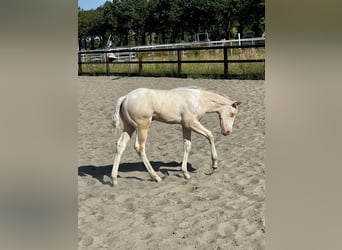 Paint Horse, Hengst, 1 Jahr, 153 cm, Perlino