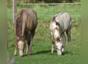 Paint Horse, Hengst, 1 Jahr, 154 cm, Champagne