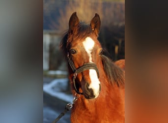 Paint Horse, Hengst, 1 Jahr, 155 cm, Brauner