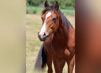 Paint Horse, Hengst, 1 Jahr, 155 cm, Brauner