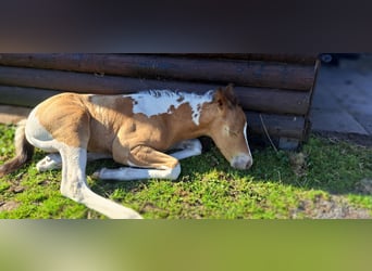 Paint Horse, Hengst, 1 Jahr, 155 cm, Champagne