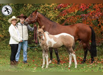 Paint Horse, Hengst, 1 Jahr, 155 cm, Falbe