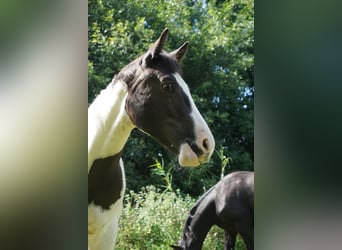 Paint Horse Mix, Hengst, 1 Jahr, 155 cm, Schecke