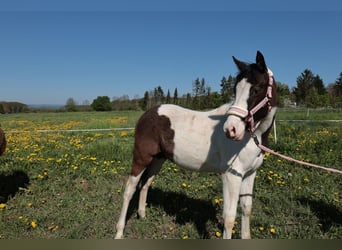 Paint Horse Mix, Hengst, 1 Jahr, 155 cm, Schecke