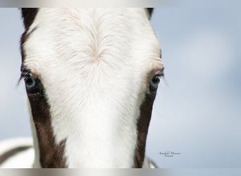 Paint Horse Mix, Hengst, 1 Jahr, 155 cm, Schecke