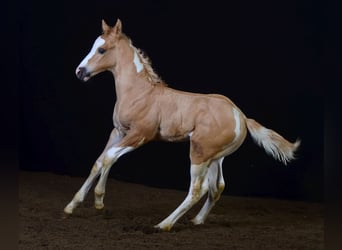 Paint Horse, Hengst, 1 Jahr, 155 cm, Schecke