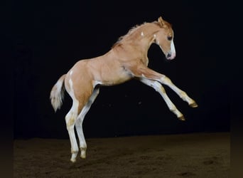 Paint Horse, Hengst, 1 Jahr, 155 cm, Schecke
