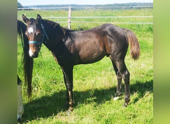 Paint Horse, Hengst, 1 Jahr, 155 cm, Schwarzbrauner