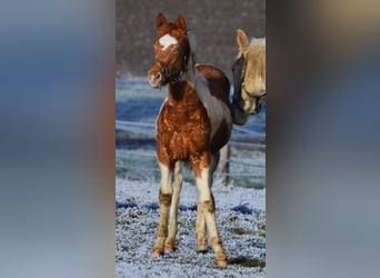 Paint Horse, Hengst, 1 Jahr, 155 cm, Tobiano-alle-Farben