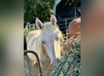 Paint Horse, Hengst, 1 Jahr, 155 cm, Tovero-alle-Farben