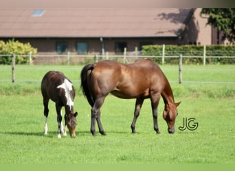 Paint Horse, Hengst, 1 Jahr, 158 cm, Buckskin