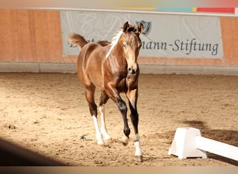 Paint Horse, Hengst, 1 Jahr, 158 cm, Buckskin