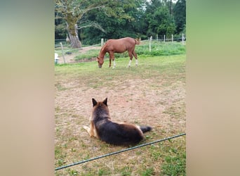 Paint Horse, Hengst, 1 Jahr, Dunkelfuchs