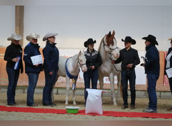 Paint Horse, Hengst, 1 Jahr, Schecke