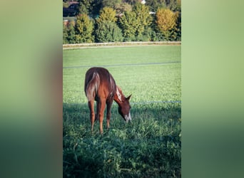 Paint Horse, Hengst, 1 Jahr, Tobiano-alle-Farben
