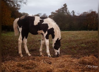 Paint Horse Mix, Hengst, 1 Jahr, Tovero-alle-Farben