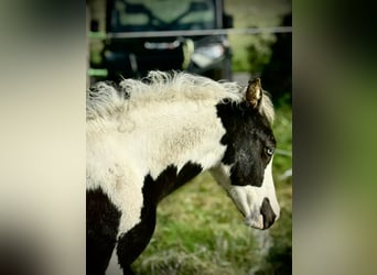 Paint Horse Mix, Hengst, 1 Jahr, Tovero-alle-Farben