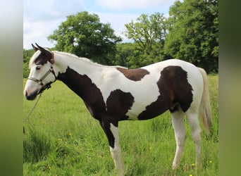 Paint Horse, Hengst, 1 Jahr, Tovero-alle-Farben