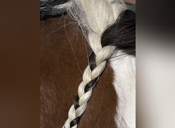 Paint Horse, Hengst, 1 Jahr
