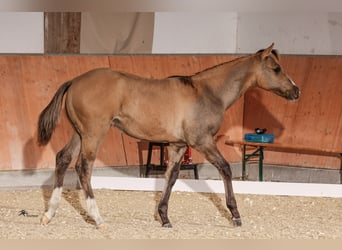 Paint Horse, Hengst, 1 Jahr