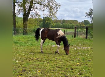 Paint Horse, Hengst, 2 Jaar, 145 cm, Tobiano-alle-kleuren